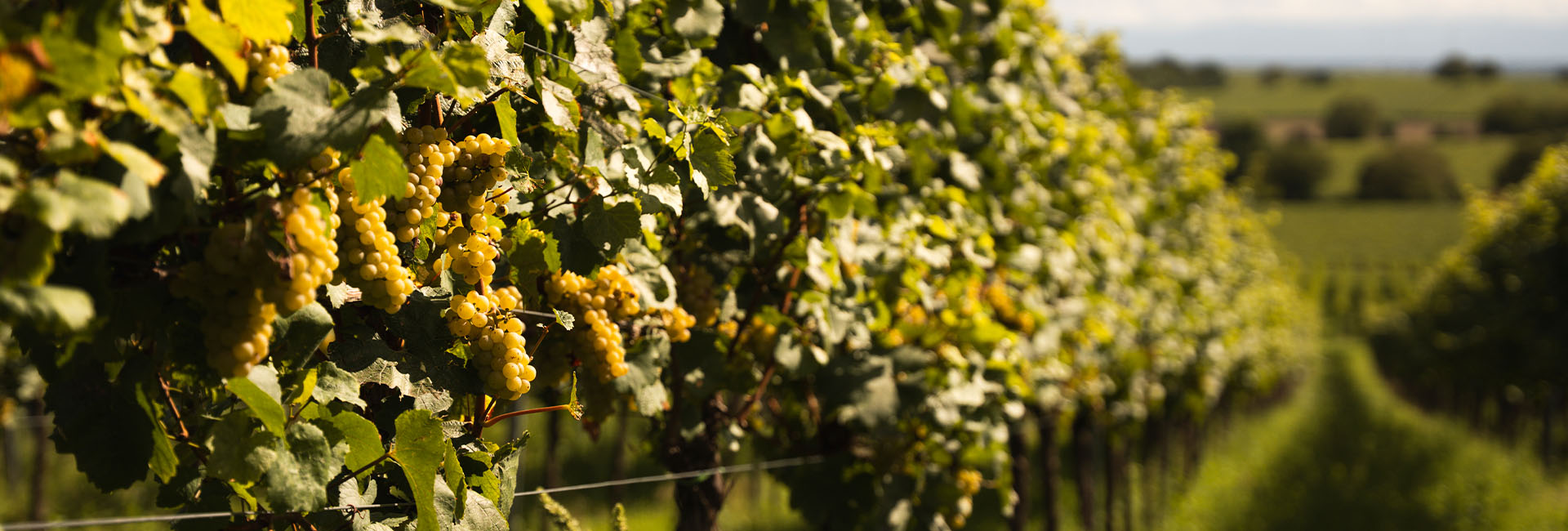 Foto 4 von Weingut Geiger