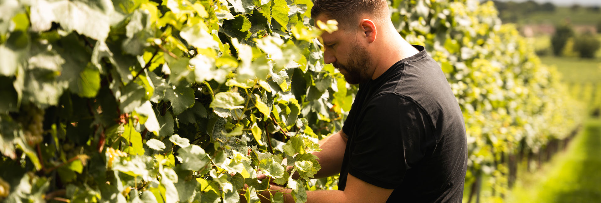 Foto 1 von Weingut Geiger