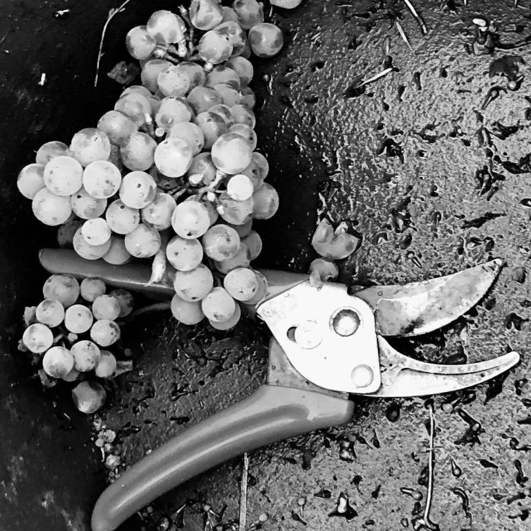 Foto 2 von Weingut Georg Heim