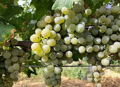 Foto 4 von Weingut Georg Mosbacher