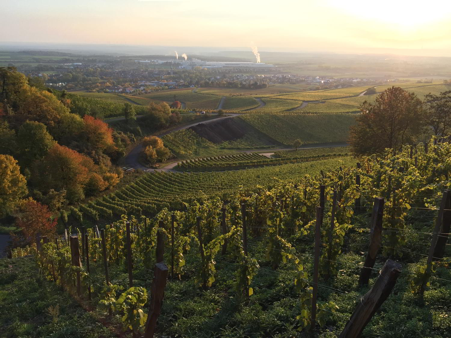 Foto 3 von Weingut Gerhard Fröhlich