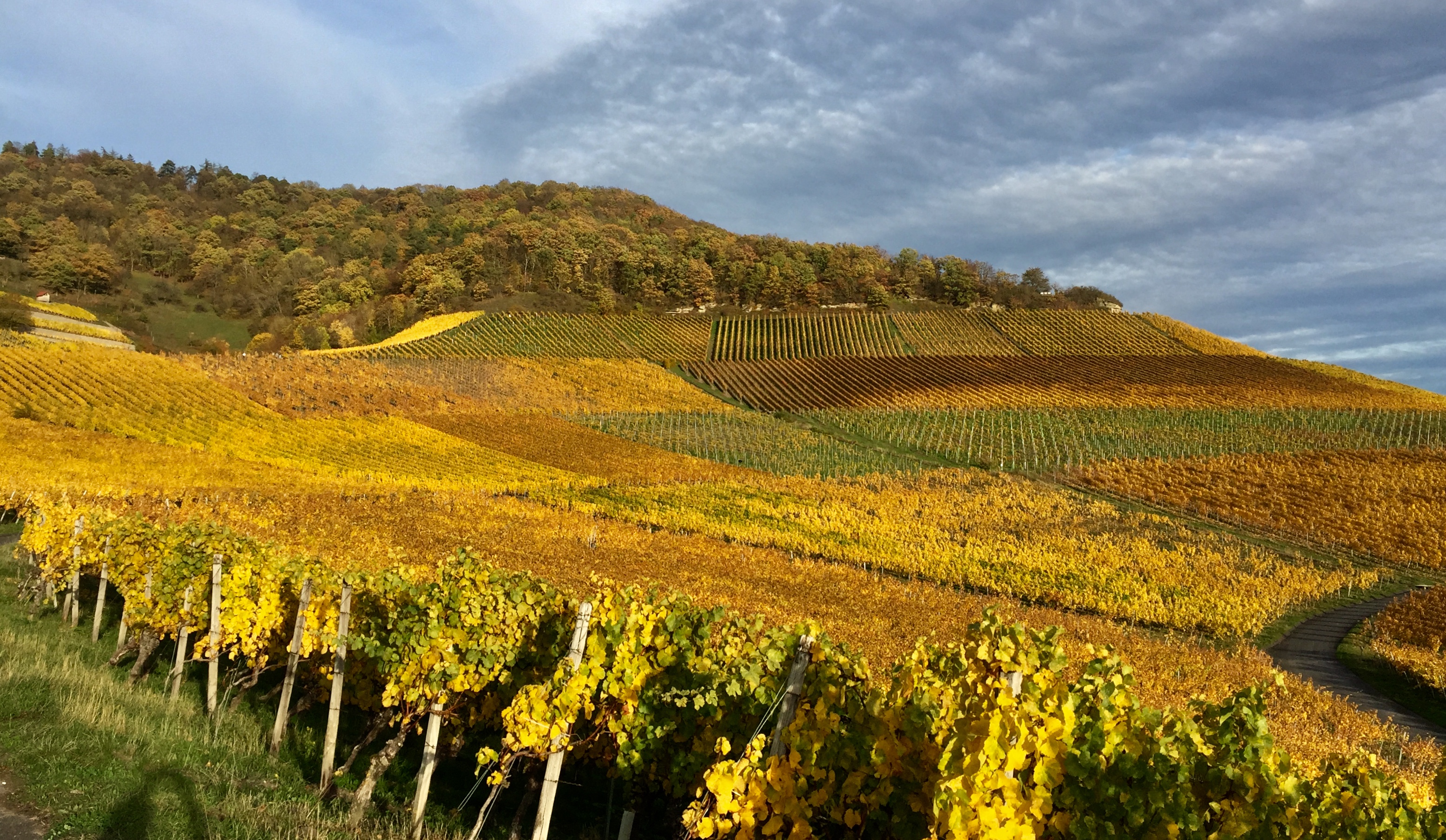 Foto 1 von Weingut Gerhard Fröhlich