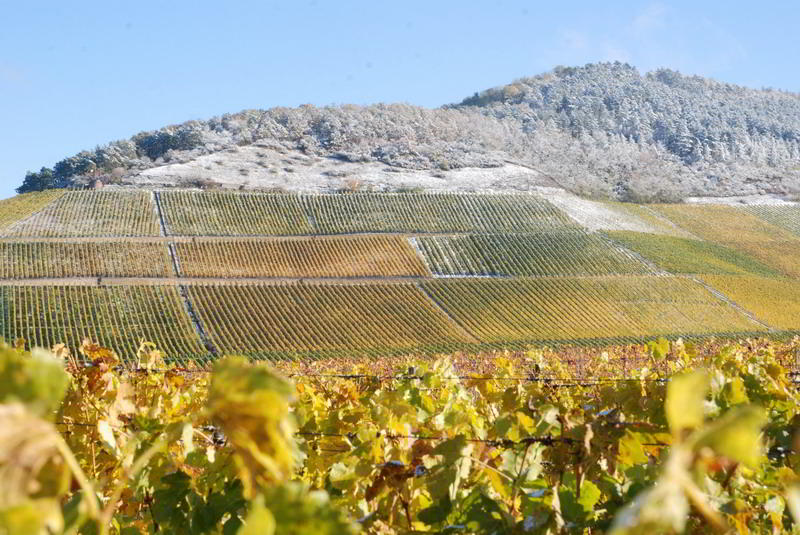 Foto 7 von Weingut Gerhard Fröhlich