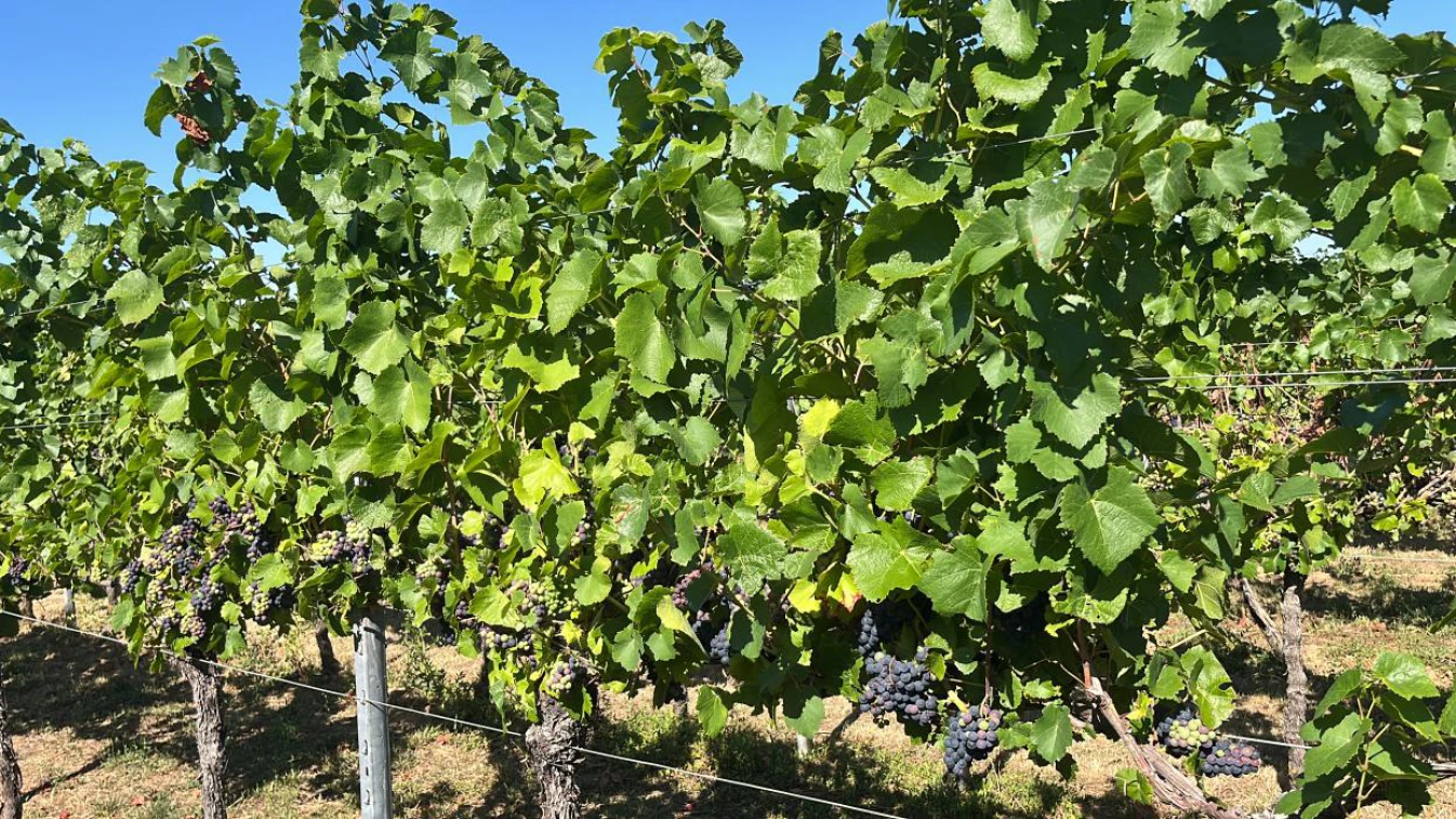 Foto 4 von Weingut Gerhard Hörner GbR
