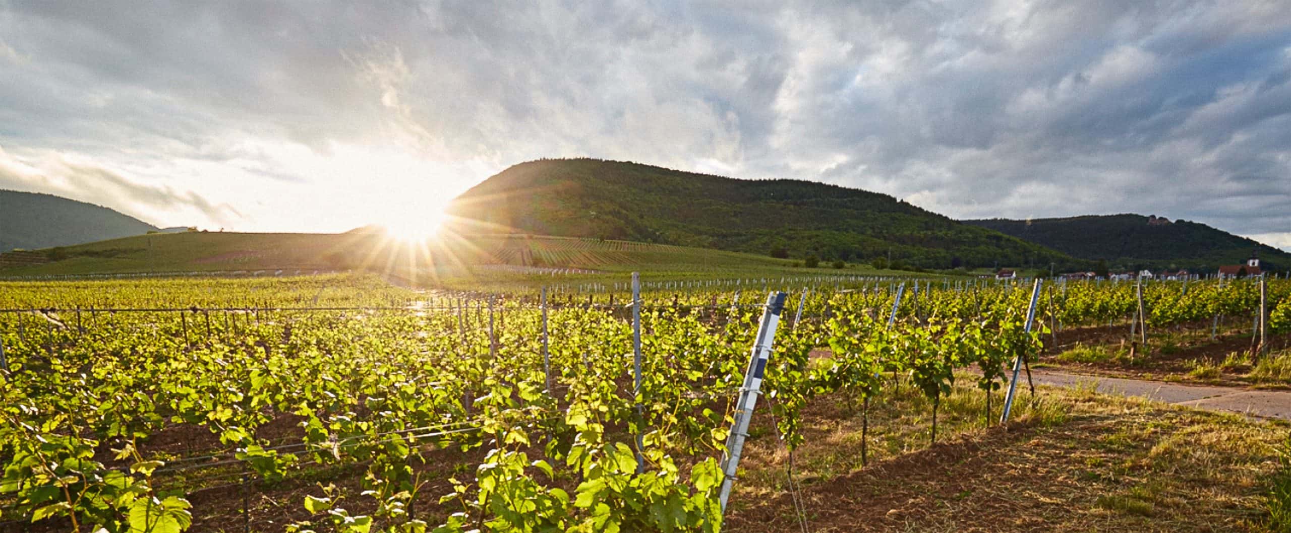 Foto 1 von Weingut Gerhard & Sieglinde Klein GbR