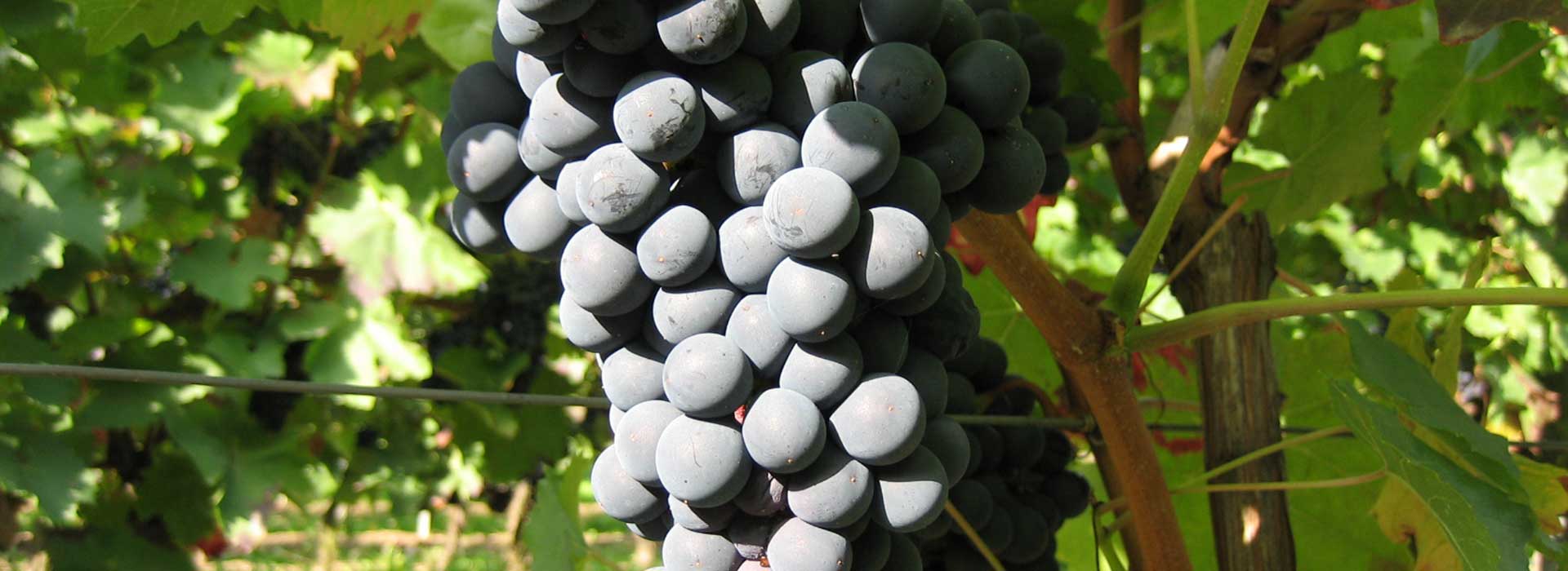 Foto 2 von Weingut Gerhard Walter