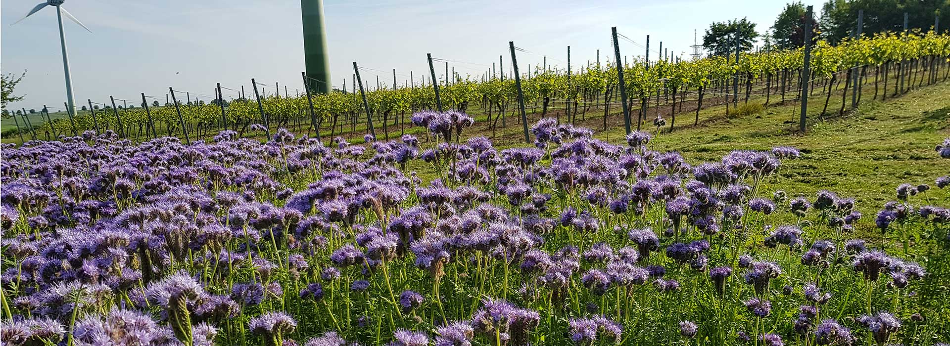 Foto 6 von Weingut Gerhard Walter