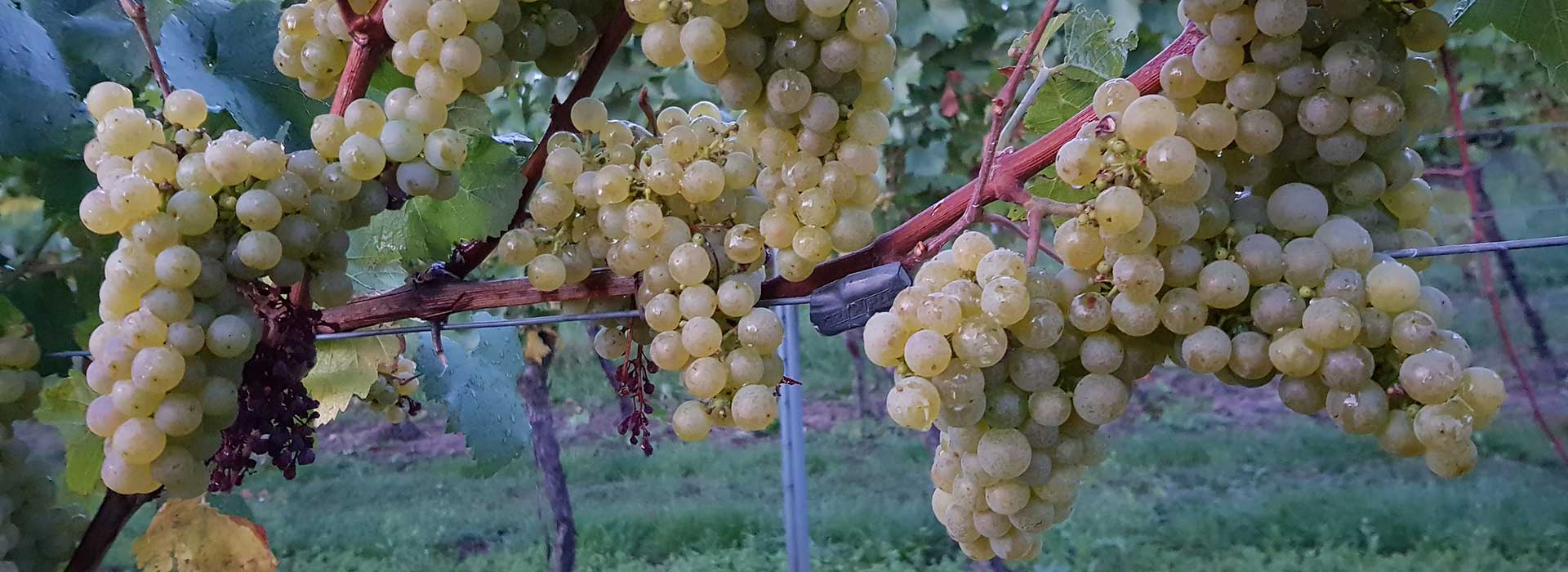 Foto 3 von Weingut Gerhard Walter