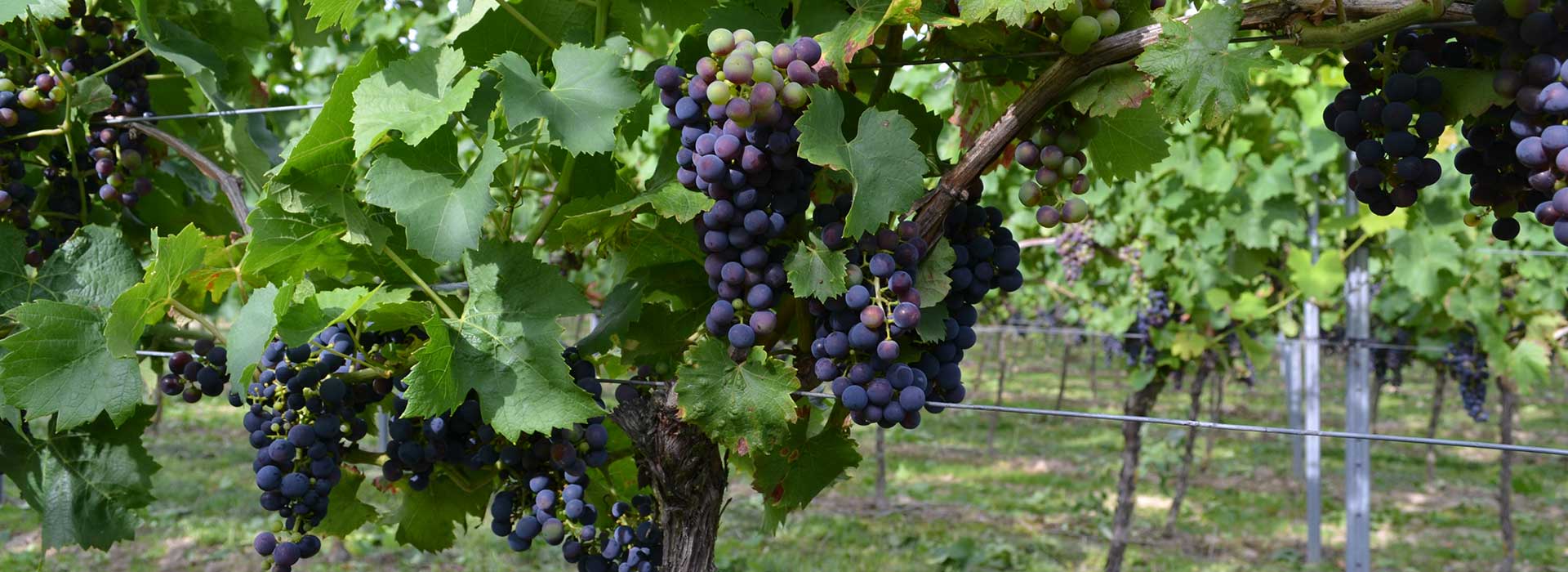 Foto 7 von Weingut Gerhard Walter