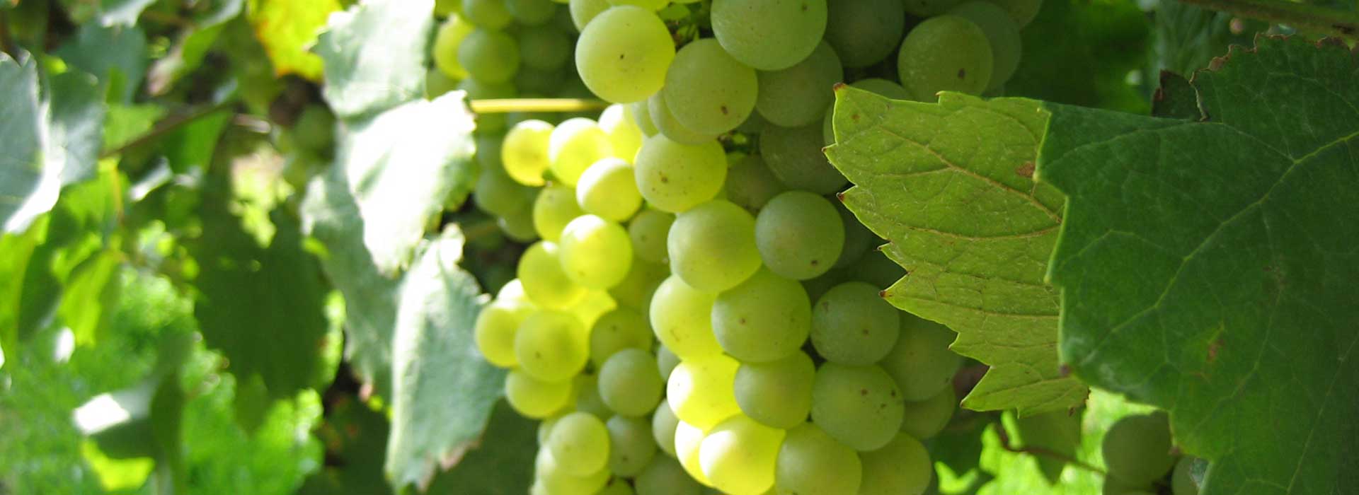 Foto 1 von Weingut Gerhard Walter