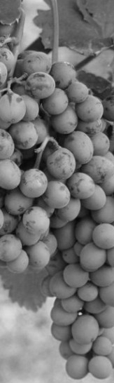 Foto 1 von Weingut Gerhard Wolf