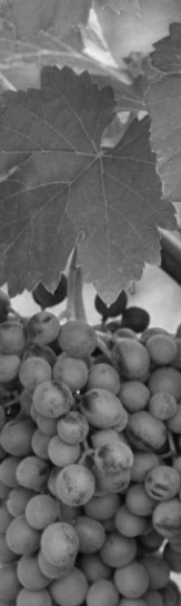Foto 2 von Weingut Gerhard Wolf