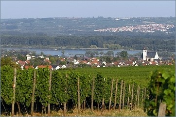 Foto 4 von Weingut Geromont