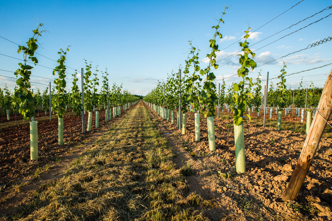 Foto 4 von Weingut Glock