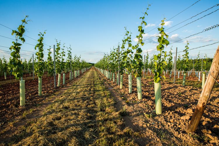 Foto 3 von Weingut Glock