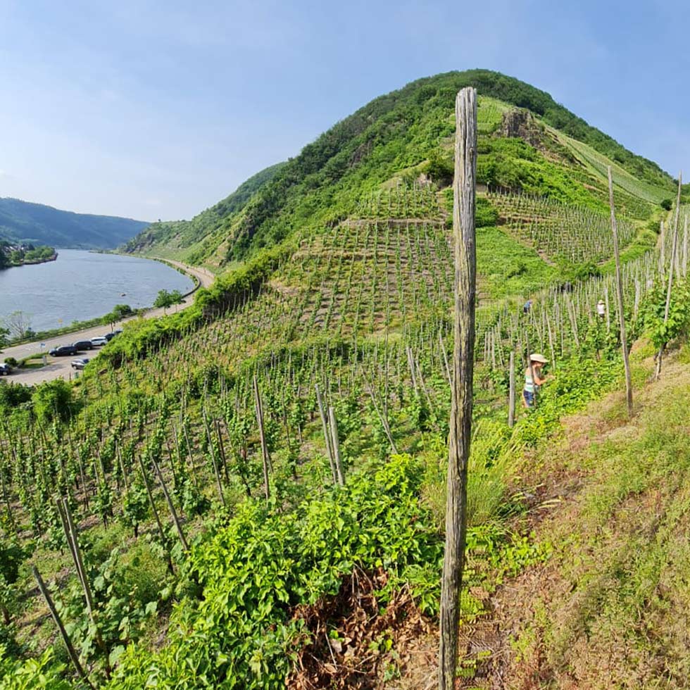 Foto 7 von Weingut Görgen