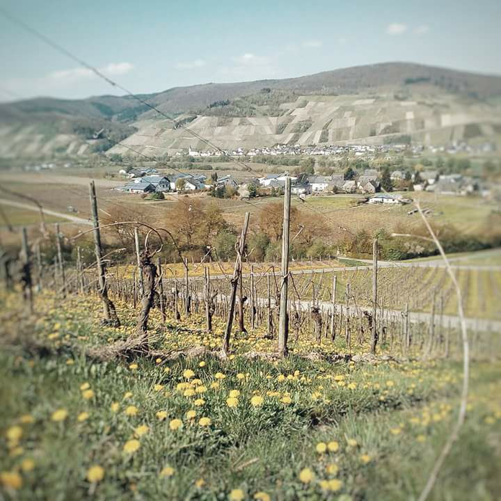 Foto 7 von Weingut Goswin Kranz