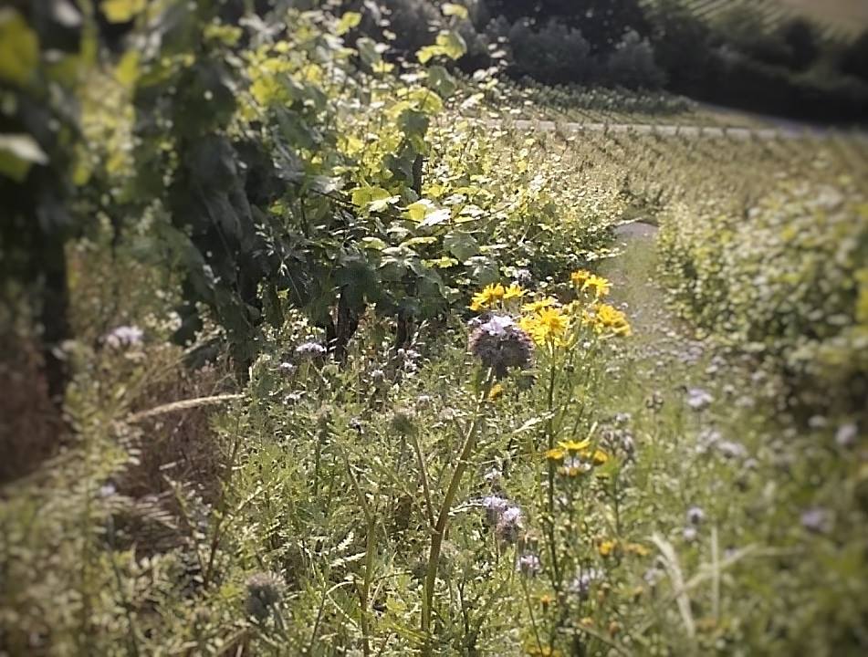 Foto 3 von Weingut Goswin Kranz