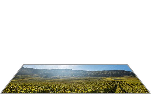 Foto 1 von Weingut Grans-Fassian