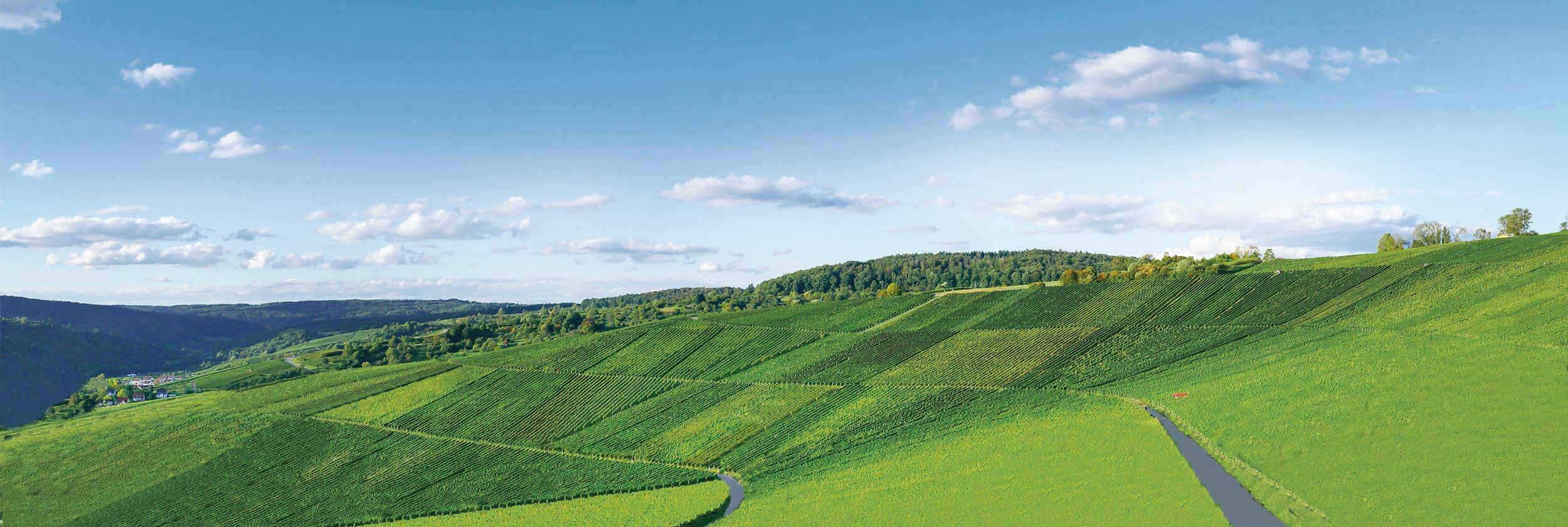 Foto 6 von Weingut Gruber