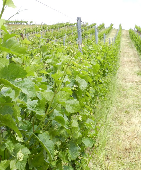 Foto 6 von Weingut Gutsausschank Pension Stassen