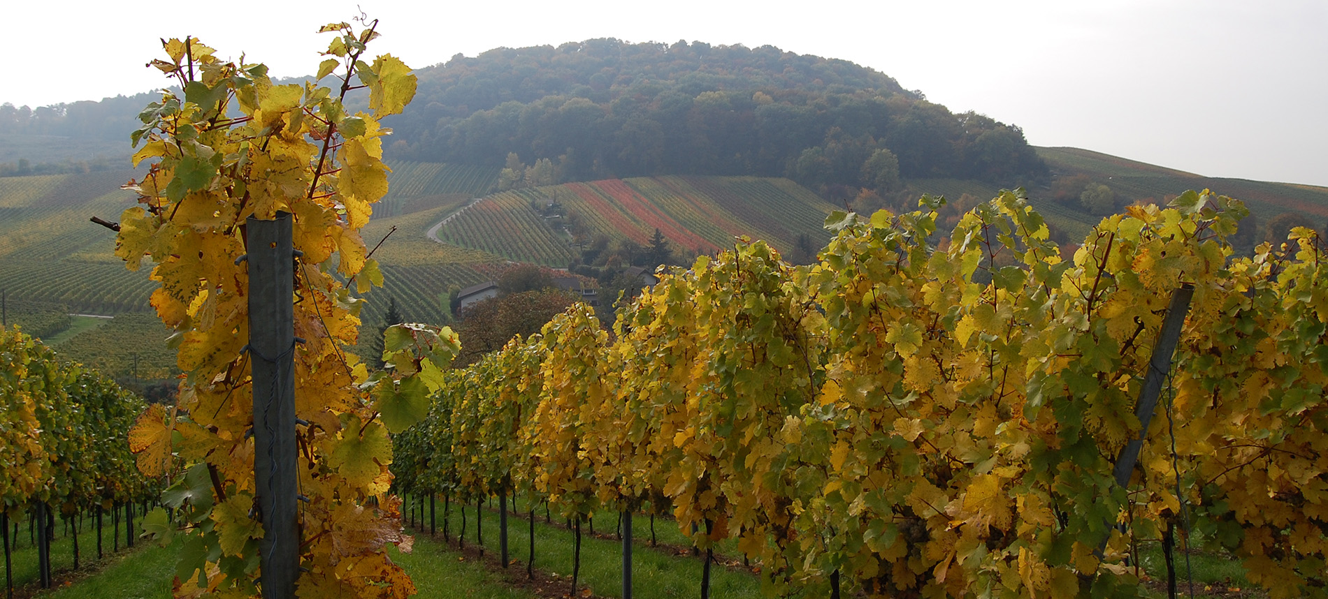Weingut H.C. Drautz