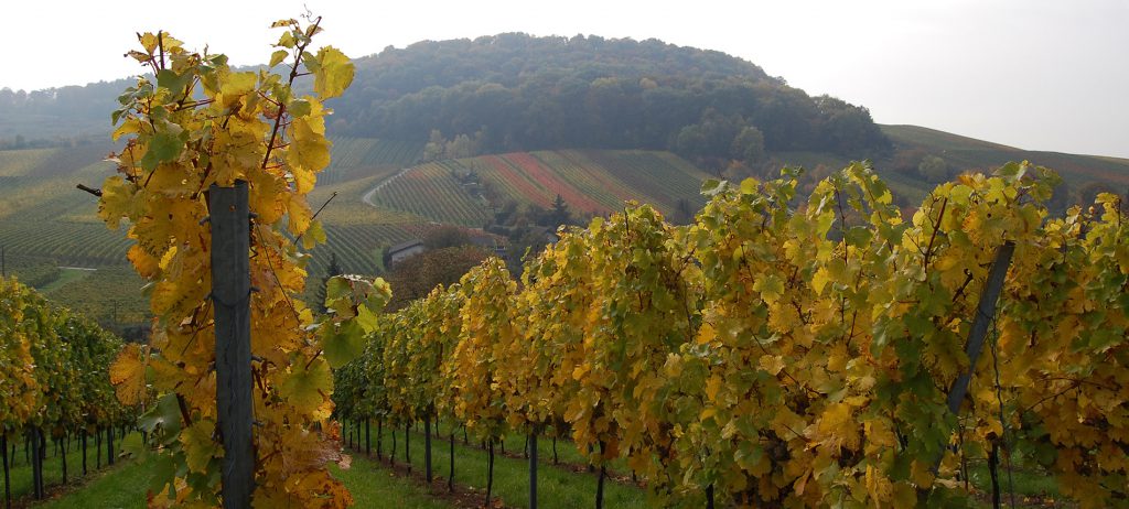 Foto 2 von Weingut H.C. Drautz