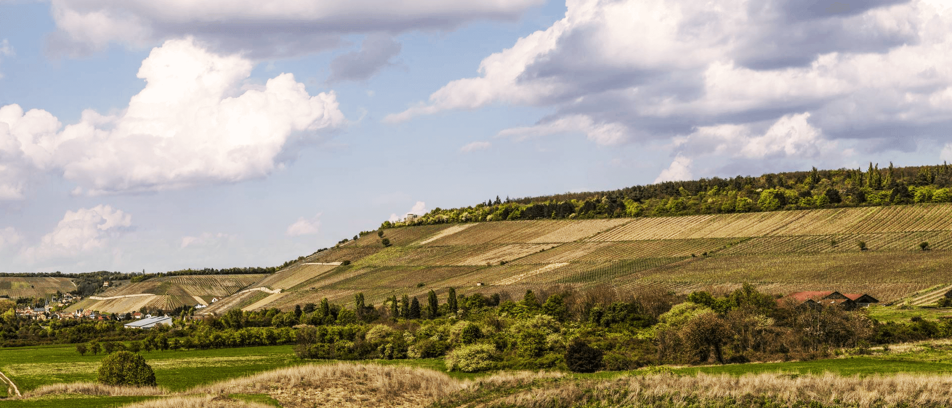 Foto 2 von Weingut H. Deppisch