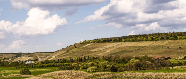 Foto 3 von Weingut H. Deppisch
