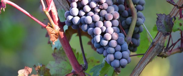 Photo 2 of Weingut H. Gindorf
