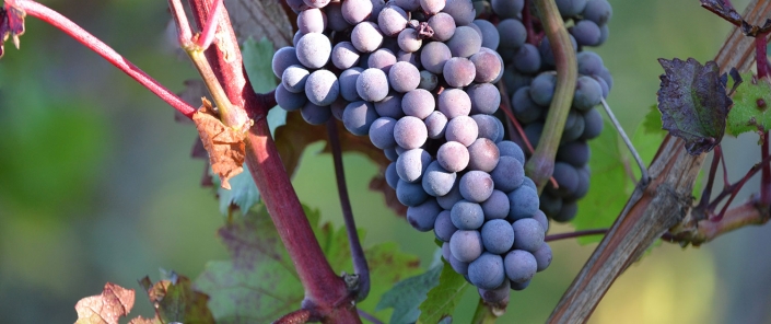 Photo 5 of Weingut H. Gindorf