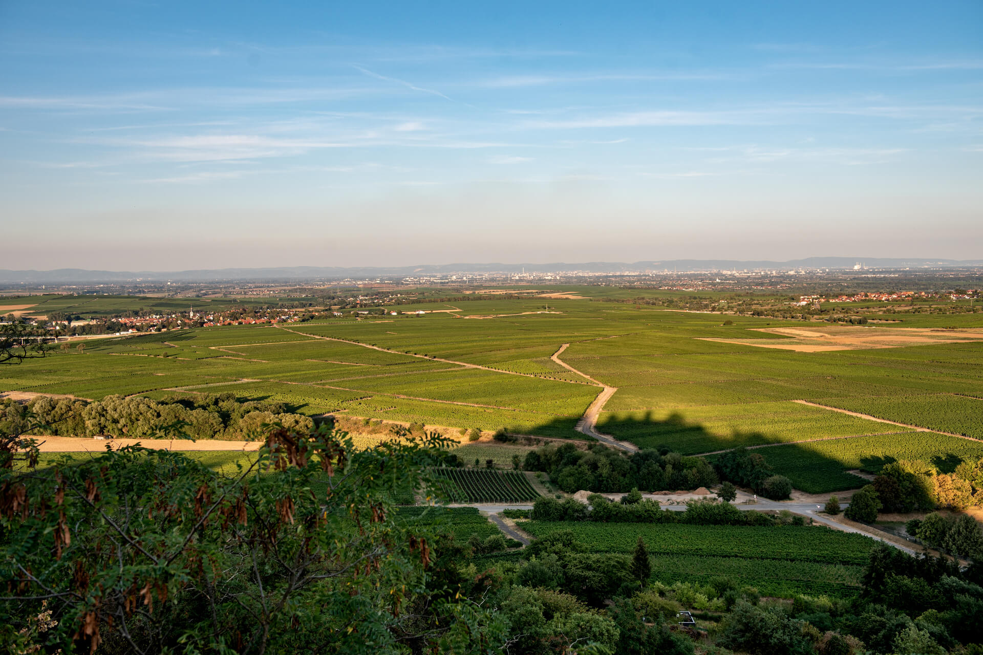 Foto 3 von Weingut Hahn-Pahlke