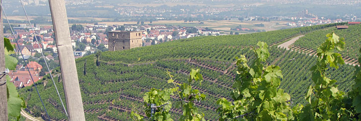 Foto 2 von Weingut Haidle