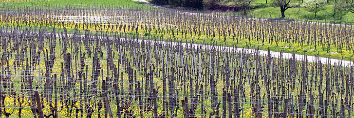 Foto 5 von Weingut Haidle
