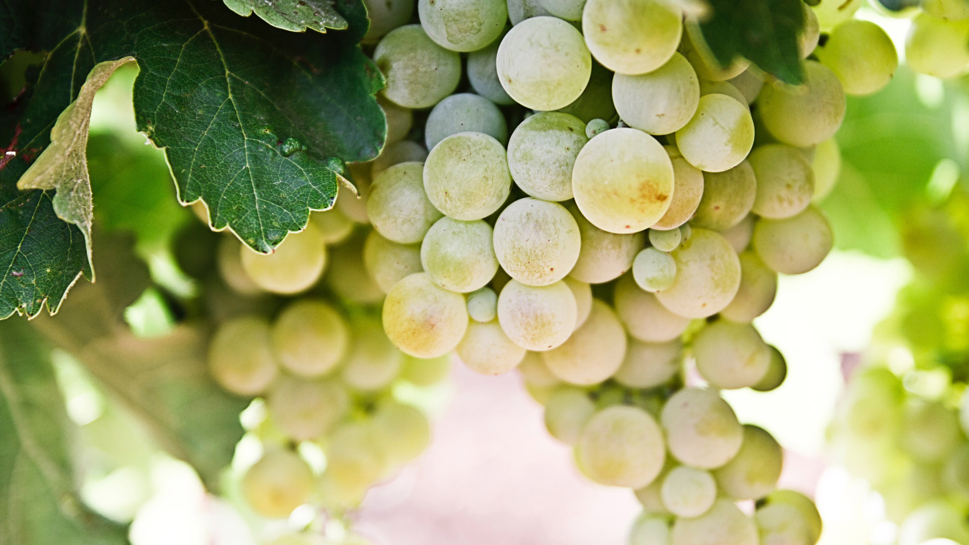 Weingut Hallenbach
