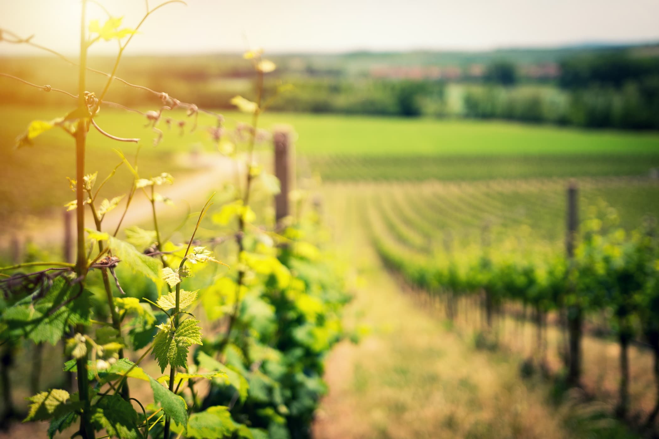 Foto 1 von Weingut Hallenbach