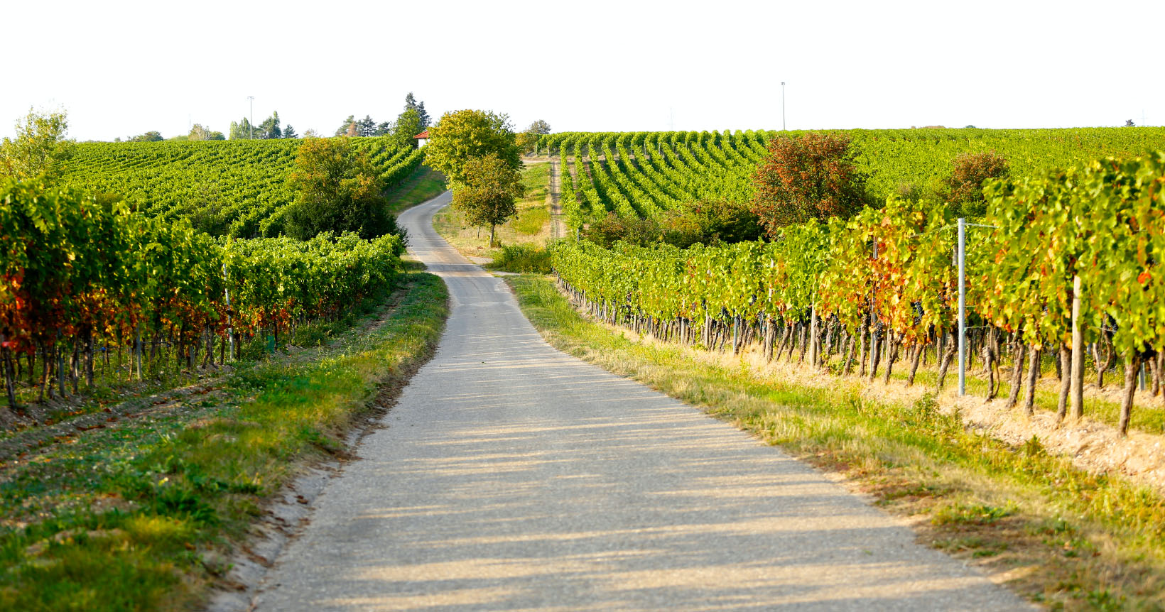 Weingut Hammel