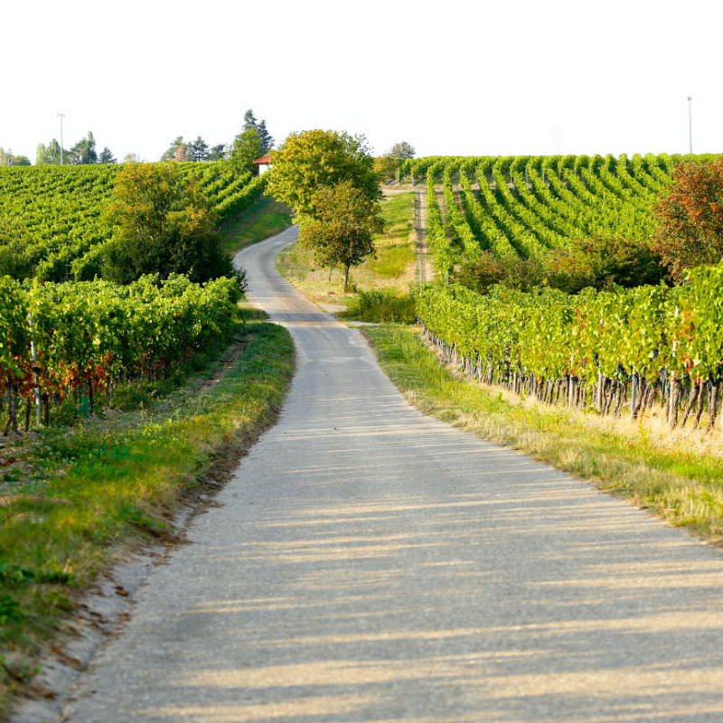 Foto 1 von Weingut Hammel