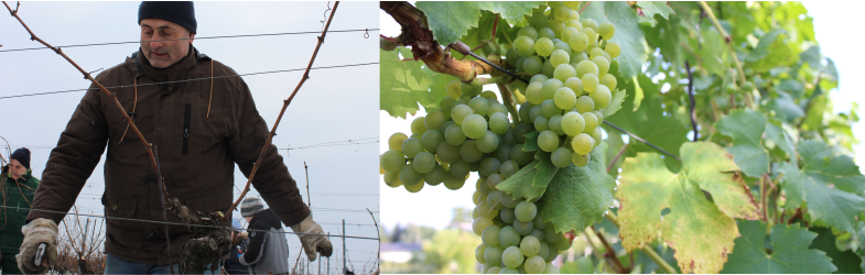 Foto 2 von Weingut Hanke