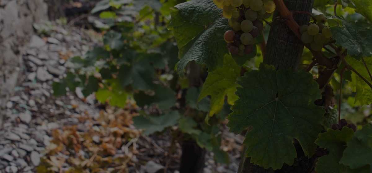 Foto 1 von Weingut Hans Hoffranzen