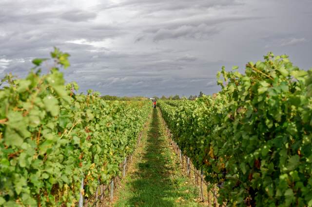 Foto 6 von Weingut Hans Meinhardt