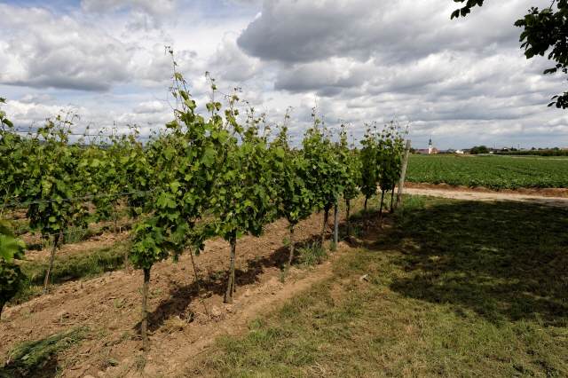 Foto 7 von Weingut Hans Meinhardt