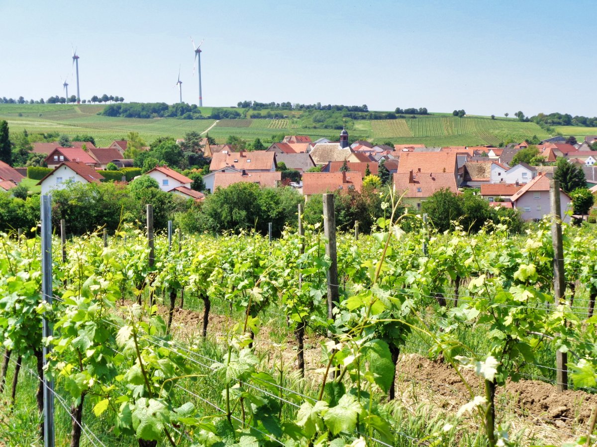 Foto 2 von Weingut Harald Scholl