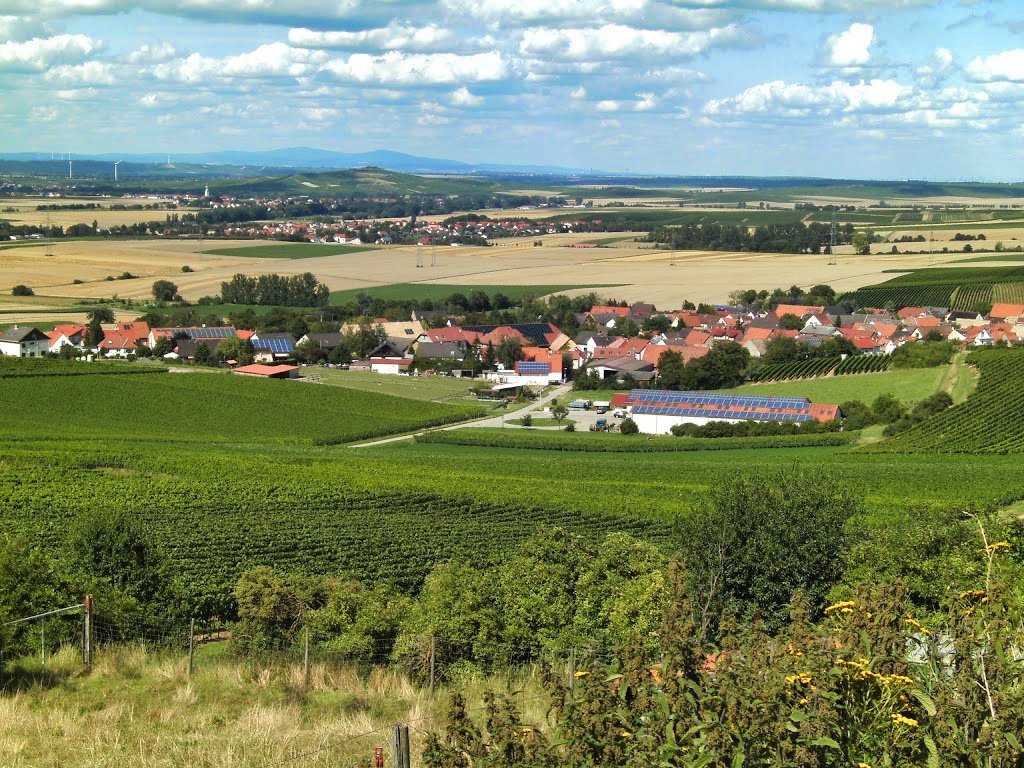 Foto 1 von Weingut Harald Scholl