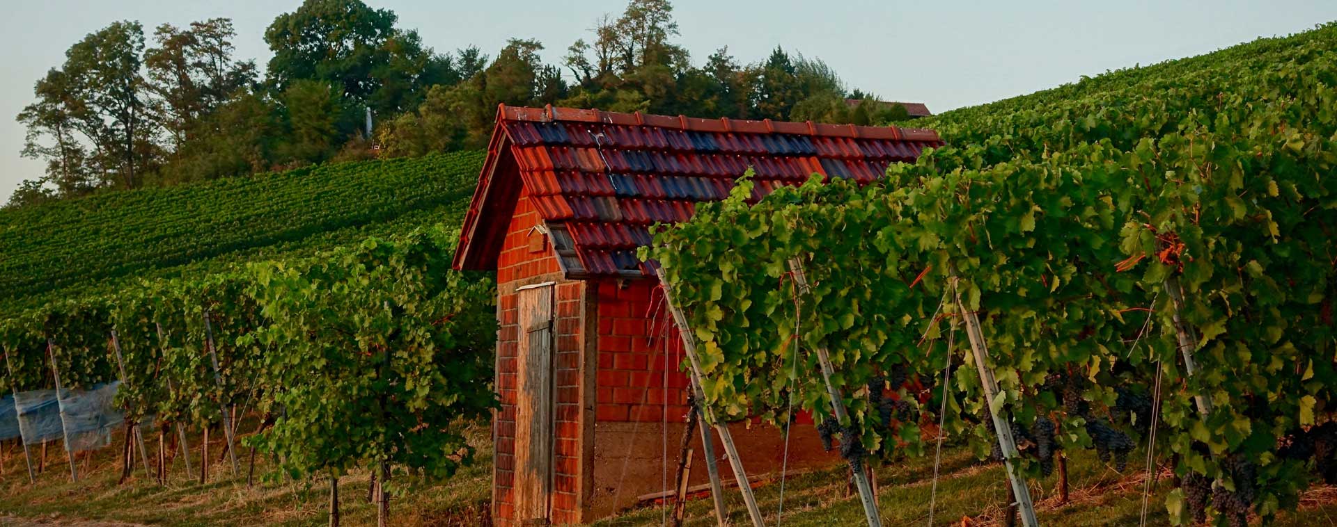 Weingut Hartmut Luckert