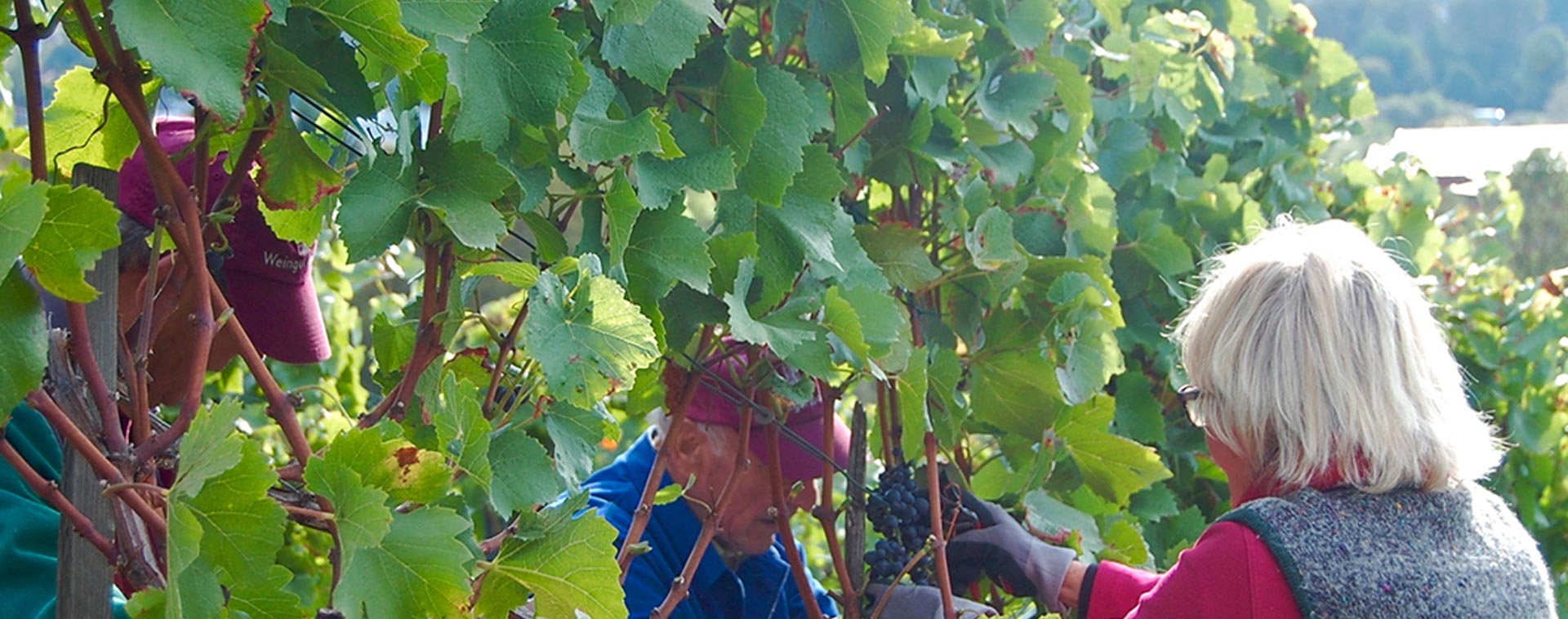 Photo 1 of Weingut Hartmut Luckert