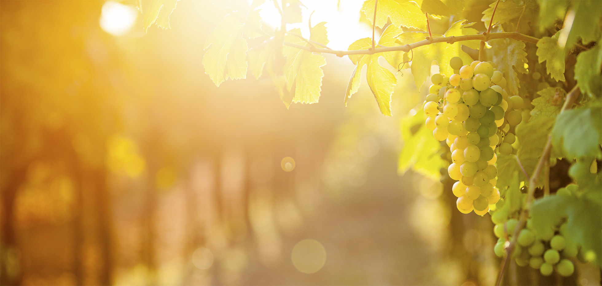 Foto 2 von Weingut Heinemann