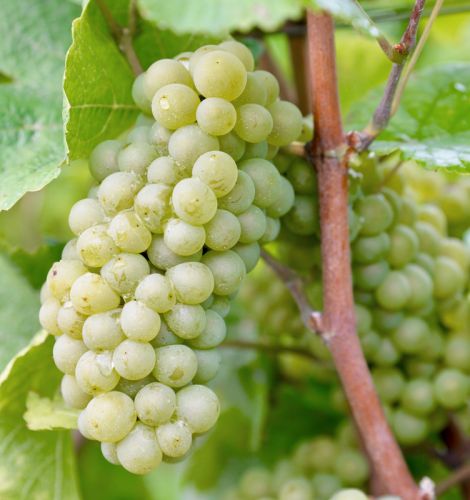 Foto 6 von Weingut Heinrich Basten