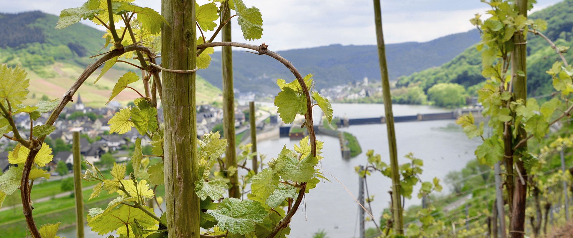 Foto 1 von Weingut Heinrich Basten