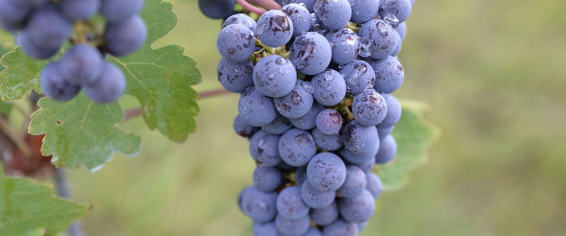 Foto 3 von Weingut Heinrich Basten